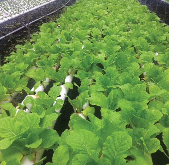 الطقس يجبر «مزارعي الشرقية» على إيقاف إنتاجهم والاتجاه للاستيراد