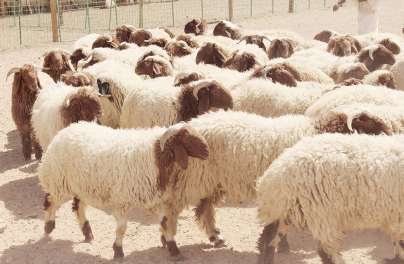 بدء إنتاج الجيلاتين والكبسولات الطبية 
من عظام وجلود الأضاحي