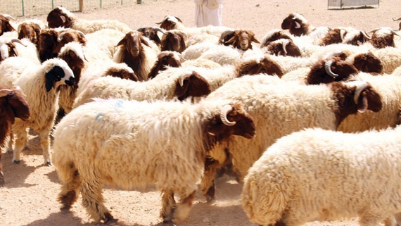 توجيه بإلزام الحجاج تأدية النسك عبر «أضاحي»