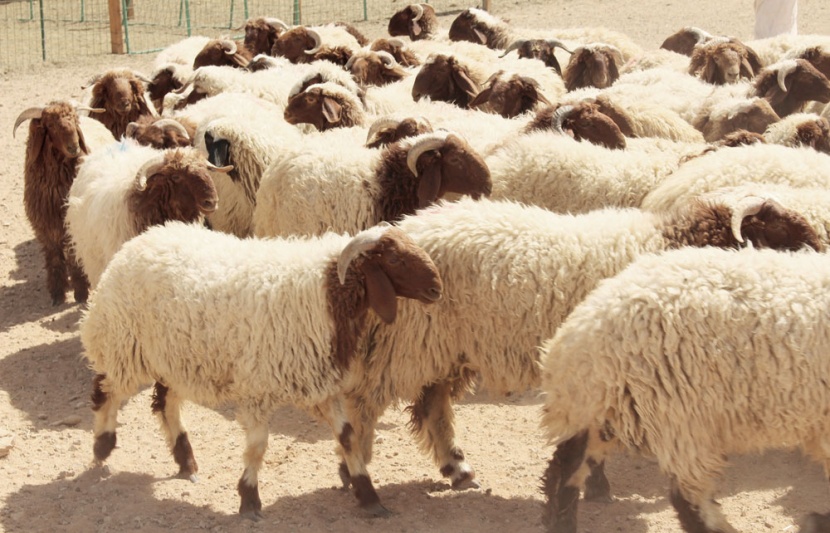 1300 % ارتفاع أسعار الجزارين .. 350 ريالا للأضحية الواحدة