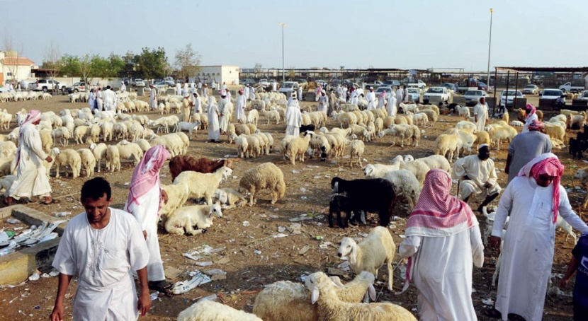 الركود يسيطر على أسواق الماشية .. والأسعار تهوي 30 %