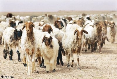 القبض على راع باع 100 رأس أغنام ليست له!