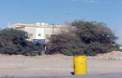 الجنادرية.. أشجار "ميتة" وإهمال "حي"!