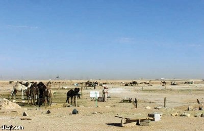 الجنادرية.. أشجار "ميتة" وإهمال "حي"!