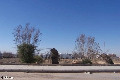 الجنادرية.. أشجار "ميتة" وإهمال "حي"!