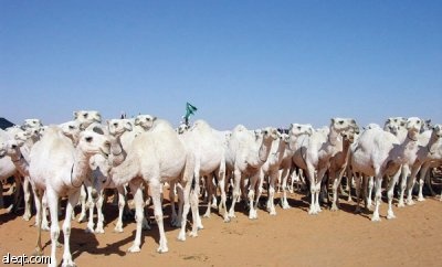 الترتيب لإنشاء أول جمعية تعاونية تعنى بـ "الإبل"