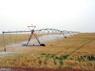 جمعية القمح التعاونية تدخل سباق استيراد السلعة للصوامع