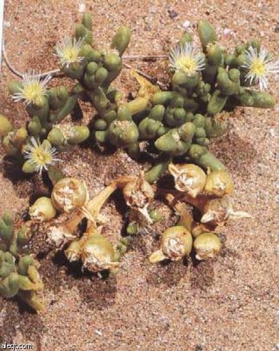 "السمح"..نبتة الجوف النادرة تدهش مرتادي السوق الشعبية