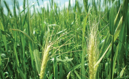 المشاركون: قرار تقليص زراعة القمح يسهم في تحجيم استنزاف الموارد المائية في المملكة