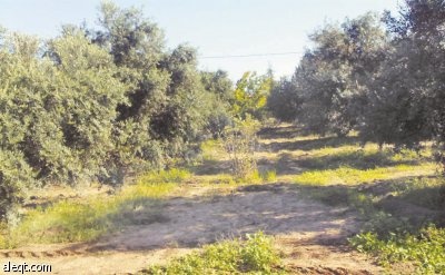 "الغذائية" و"تبوك" ترتبان تأسيس شركة لصناعة الزيتون