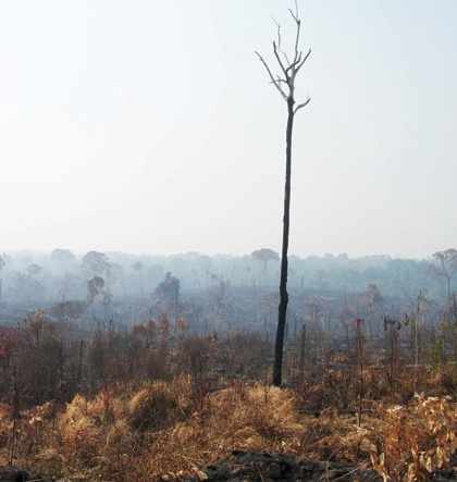 إنقاذ الأمازون