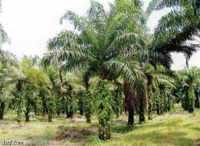 تجار: الإمارات لم تعد مركزا لتجارة زيت النخيل الماليزي