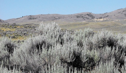 سباق تكنولوجي لخفض الكربون في هواء بريطانيا