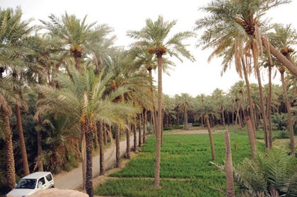 بريدة تطلق مهرجانها الدولي للتمور بـ 1200 سيارة و5 آلاف صفقة