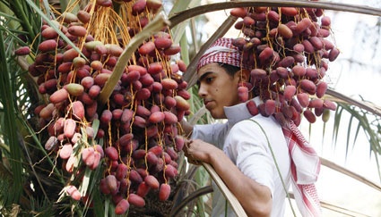 مهرجان تمور بريدة .. إبرام 7 آلاف صفقة بقيمة 21 مليون ريال