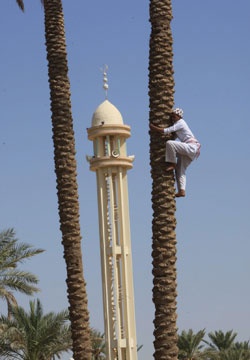 مهرجان تمور بريدة .. إبرام 7 آلاف صفقة بقيمة 21 مليون ريال