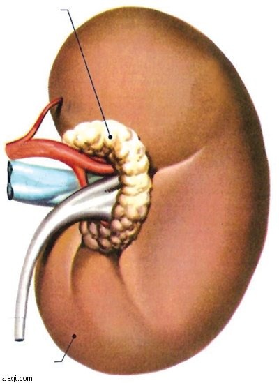 الأردن: الفقراء والعاطلون يبيعون  كلاهم تأمينا للقمة العيش