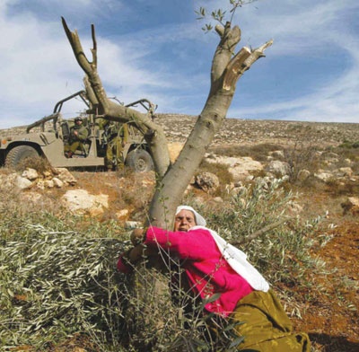 ليس هناك غصن زيتون