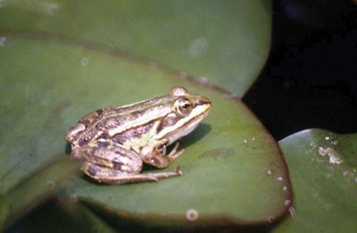 عالم ألماني يجري تجارب على ضفادع مزودة برقائق كمبيوتر