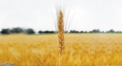 أكاديمية بريطانية: المحاصيل المعدلة وراثيا حلول العالم للمحافظة على البيئة