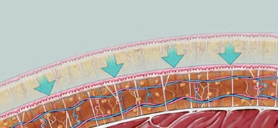 بإمكـان المرأة الحصول على قوام جميل ومتناسق