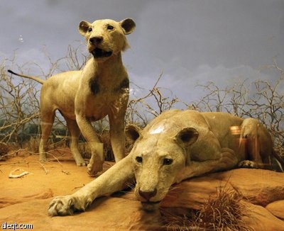 كينيا: الأسود الآكلة للبشر قضت على حياة 135 إنساناً