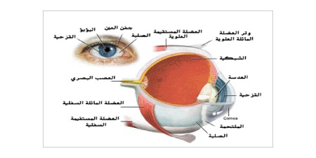 كسل العين الوظيفي من الحالات الشائعة .. والعلاج في سن الطفولة أفضل