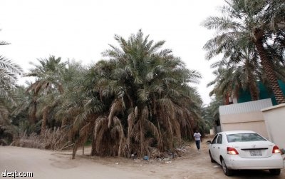 إيقاف منح الأراضي الزراعية في الشرقية بسبب هدر المياه وعدم إنتاج الثمار