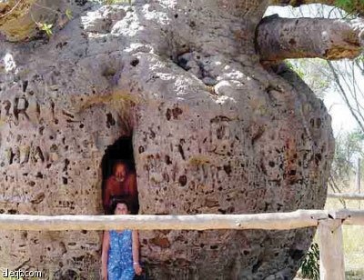 شجرة التبلدي خزان الفقراء في السودان .. تستخدم سجونا في أستراليا