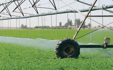 خبراء: وقف زراعة القمح يرفع استهلاك المياه 400 %