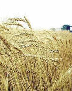 خبراء: وقف زراعة القمح يرفع استهلاك المياه 400 %