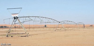 رؤساء اللجان الزراعية: ماذا بعد التوقف عن زراعة القمح ؟