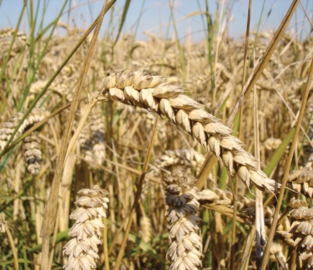 قضية القمح.. تراكم التوصيات