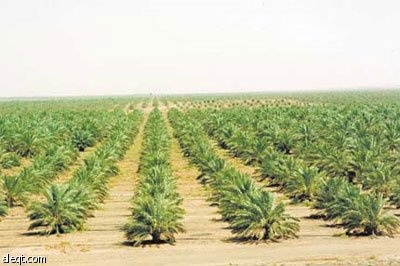 تجارب الزراعة السعودية هل تقود العرب لتوفير الغذاء ؟