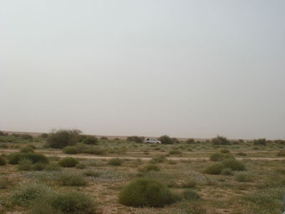 أم العصافير .. السياج يمنحها الحياة