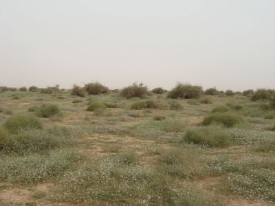 أم العصافير .. السياج يمنحها الحياة