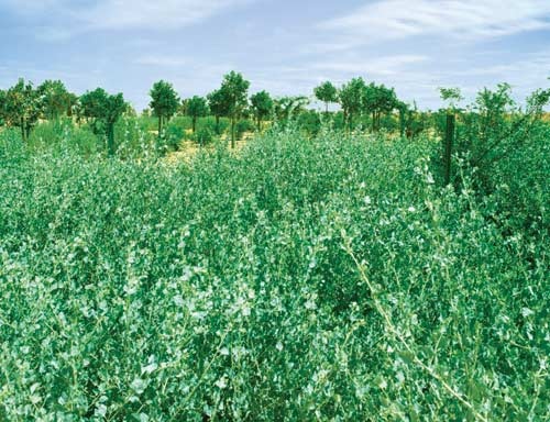 ضاحية درة الرياض تستكمل إنجاز المسطحات الخضراء بغابة من أشجار الزيتون