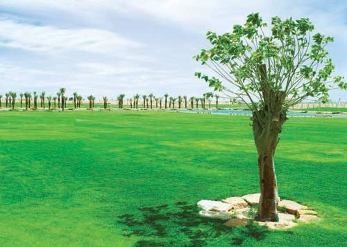 ضاحية درة الرياض تستكمل إنجاز المسطحات الخضراء بغابة من أشجار الزيتون