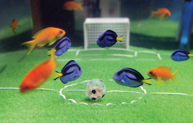 دراسة: شراء الأغذية العضوية ربما يكون مضيعة للمال