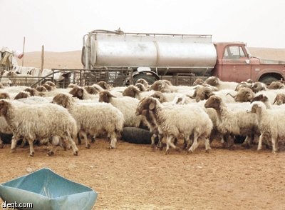 صوف الأغنام .. الاقتصاد الخامل والفرص المهدرة