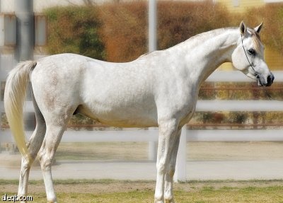 تاريخ الجزيرة العربية القديم في متحف اللوفر للمرة الأولى