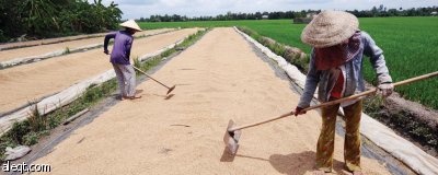 «فاو» تخفض توقعاتها بشأن الإنتاج العالمي للأرز خلال 2010
