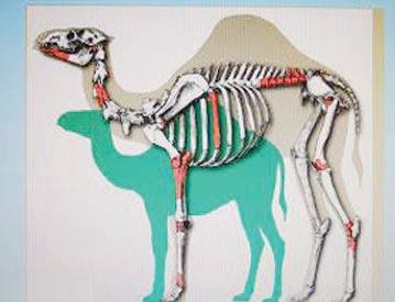 «الجمل السوري العملاق».. يثير فضول علماء الآثار