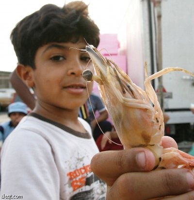 اليوم.. مواويل الصيادين ترتفع في الخليج