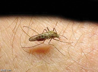 الناموسيات والمبيدات الحشرية تنقذ 750 ألف شخص من الملاريا