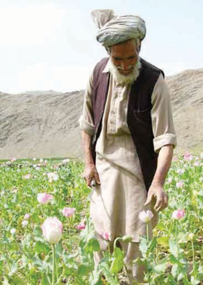 مليون أفغاني يقبعون تحت وطأة إدمان المخدرات .. والحل في الوقود العضوي