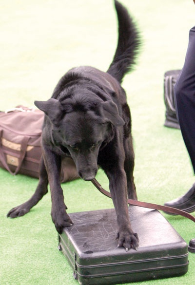 «الجمارك» تستعرض كلاب كشف المخدرات أمام الزوار