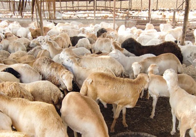 شركة الشلوي.. أكثر من 40 عاما في استيراد المواشي بكفاءة واقتدار