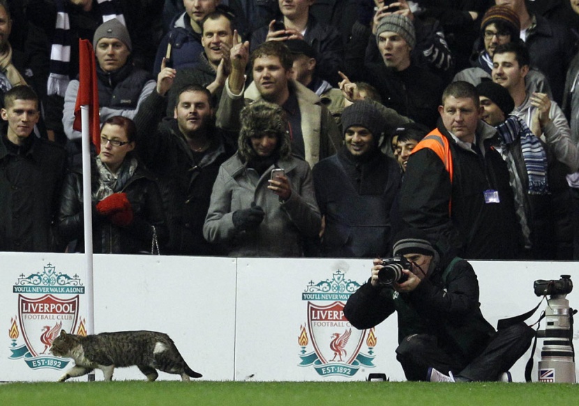 "قطة ملعب انفيلد" تنال شهرة واسعة على الانترنت - فيديو