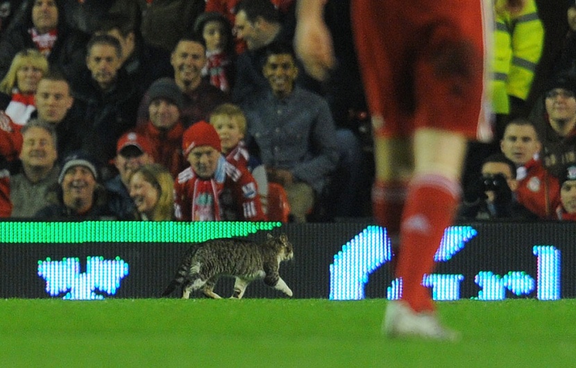 "قطة ملعب انفيلد" تنال شهرة واسعة على الانترنت - فيديو